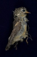 紅胸啄花鳥藏品圖，第7張